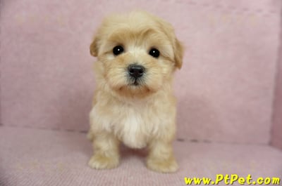 2/14奶油色馬爾泰迪 II 母幼犬(台中北屯)2