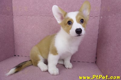 09/22雙色柯基犬公幼犬(高雄前金)7