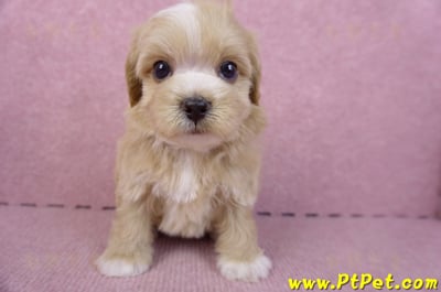 10/18馬爾泰迪公幼犬1號(高雄三民)3