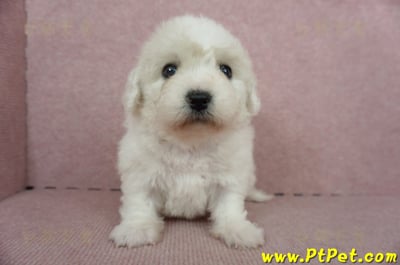 11/04比熊犬母幼犬1號(新竹市)2