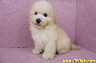 05/12玩具型奶油貴賓公幼犬(桃園中壢)11