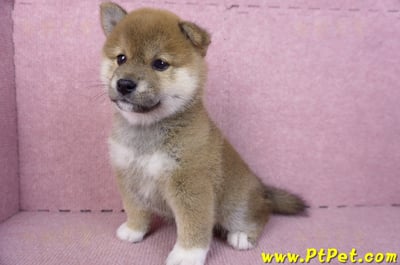 01/11赤色柴犬母幼犬4號(屏東九如)10