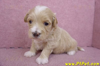 01/30馬爾泰迪公幼犬3號7