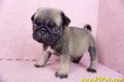 09/08巴哥公幼犬1號(新北樹林)7