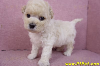 01/01泰迪比熊母幼犬7