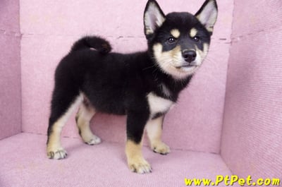 10/15黑色柴犬母幼犬(桃園龜山)6