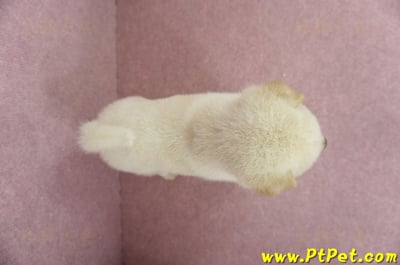 04/26白色柴犬公幼犬(屏東內埔)11