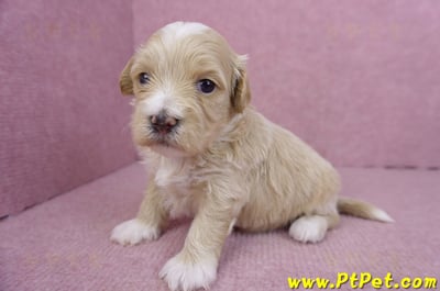 01/30馬爾泰迪公幼犬3號8