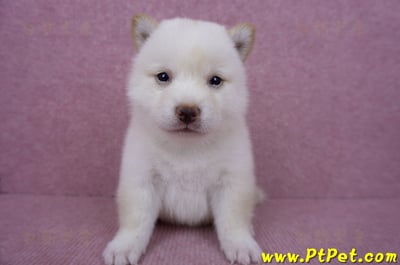 06/14白色柴犬母幼犬(苗栗市)1