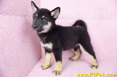 07/05黑色柴犬母幼犬(基隆仁愛)9