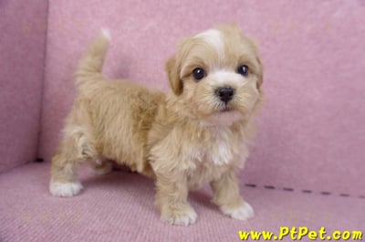 10/18馬爾泰迪公幼犬1號(高雄三民)6