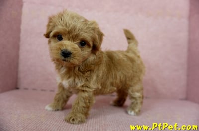 10/25玩具型紅色馬爾泰迪母幼犬(新北土城)10