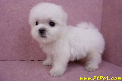 07/26迷你型馬爾濟斯 II 公幼犬1號(台北松山)7