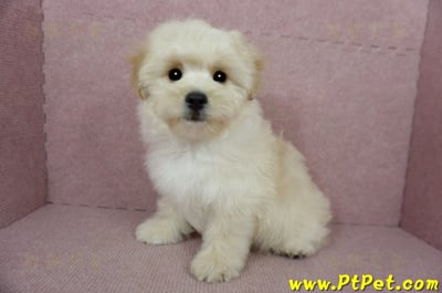 01/10奶油色馬爾泰迪公幼犬(花蓮壽豐)13