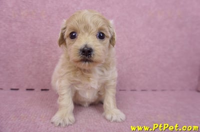 04/18馬爾泰迪 II 母幼犬1號(高雄楠梓)1