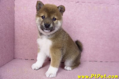 01/11赤色柴犬母幼犬3號(新竹竹北)10