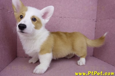 11/05雙色柯基犬公幼犬(新竹新豐)8