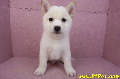 05/24白色柴犬公幼犬(屏東恆春)1