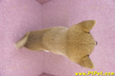 05/24赤色柴犬公幼犬2號(桃園平鎮)12