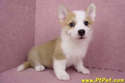 05/27雙色柯基犬公幼犬1號(台北大安)6