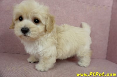 02/14奶油色馬爾泰迪公幼犬(桃園中壢)8