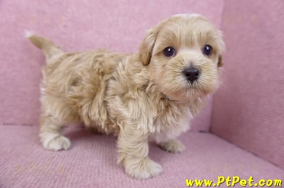 02/20馬爾泰迪公幼犬(嘉義市)7