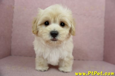 02/14奶油色馬爾泰迪公幼犬(桃園中壢)3