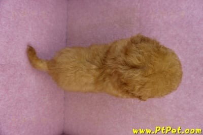 01/26紅貴賓公幼犬12