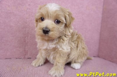 02/20馬爾泰迪母幼犬1號(新竹市)7