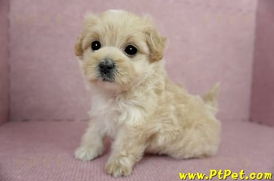 03/02馬爾泰迪母幼犬2號(台東卑南)9