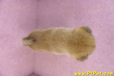 12/10赤色柴犬公幼犬(屏東萬丹)11