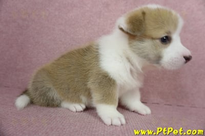 04/14雙色柯基犬母幼犬3號(屏東里港)5