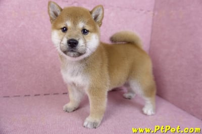 10/15赤色柴犬母幼犬(高雄苓雅)8