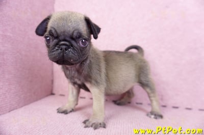 09/08巴哥母幼犬2號(屏東新園)11