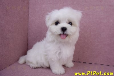 05/28迷你型馬爾濟斯公幼犬(台南安平)1