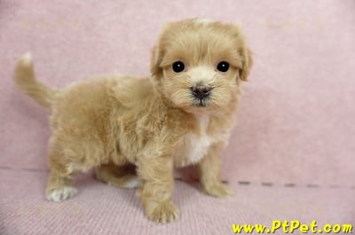 01/15奶油色馬爾泰迪 II 母幼犬(新竹市)4