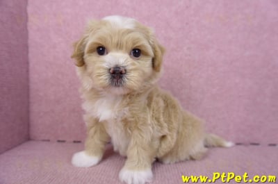 01/30馬爾泰迪公幼犬2號(新竹竹北)9