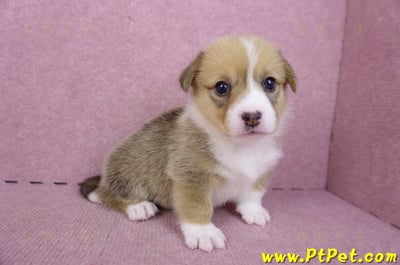 09/22雙色柯基犬母幼犬2號(桃園觀音)4