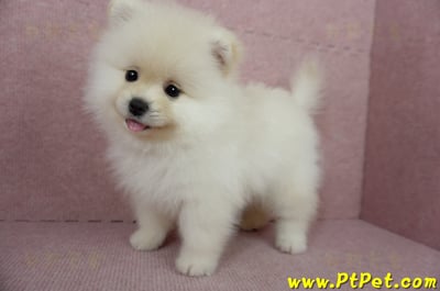 12/15迷你型松鼠白博美公幼犬(台東市)14