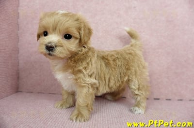 01/15奶油色馬爾泰迪 II 母幼犬(新竹市)1