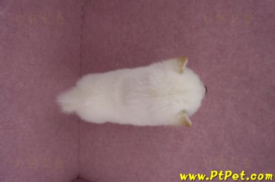 06/14白色柴犬公幼犬1號(屏東潮州)10