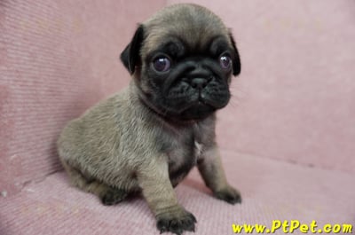 04/02巴哥公幼犬3號(台北內湖)8