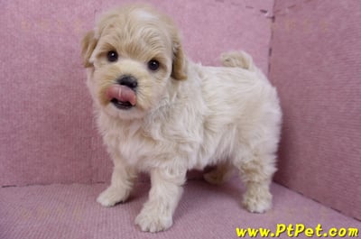 11/23馬爾泰迪公幼犬2號8