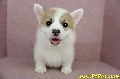 01/25雙色柯基犬公幼犬(基隆中山)3