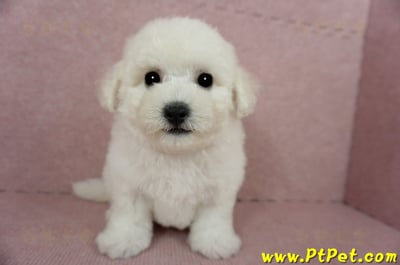 03/11比熊犬公幼犬(新北林口)2