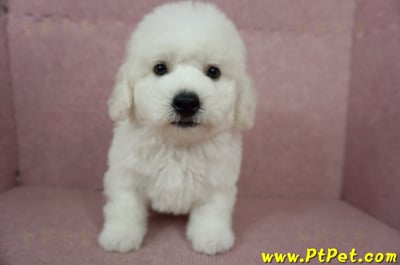 05/22比熊犬公幼犬(屏東潮州)2