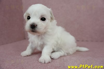 03/14白色馬爾泰迪母幼犬(屏東長治)6