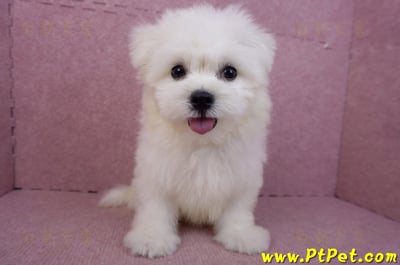 03/20馬爾濟斯公幼犬(新北土城)4