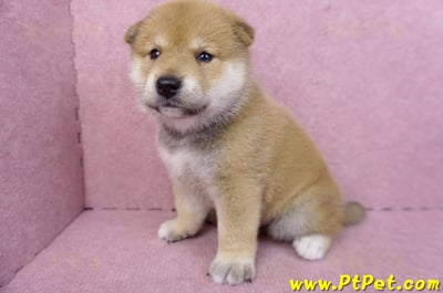 05/07赤色柴犬公幼犬7