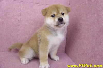 05/20赤色柴犬公幼犬(苗栗公館)7